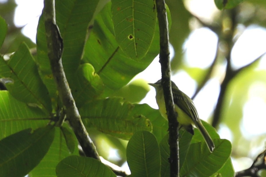 Yellow-olive Flatbill - ML608745451