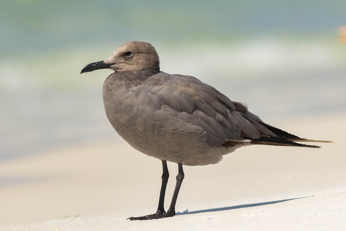 Gray Gull - ML608745479