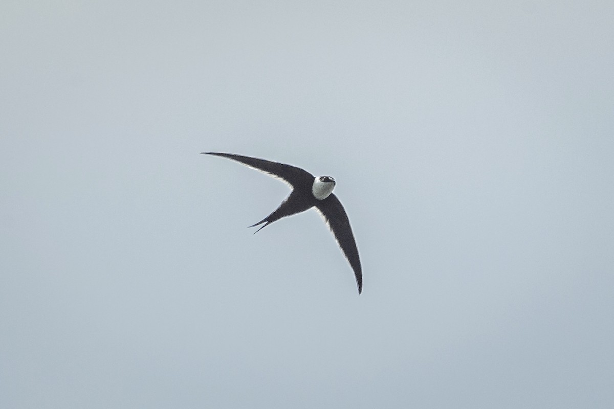 Great Swallow-tailed Swift - ML608745514