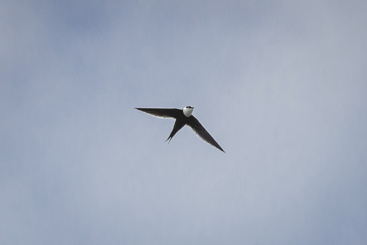 Great Swallow-tailed Swift - Enrique Mejía