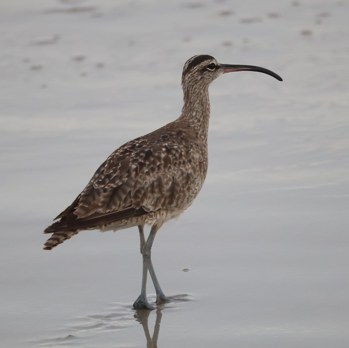 Whimbrel - ML608745699