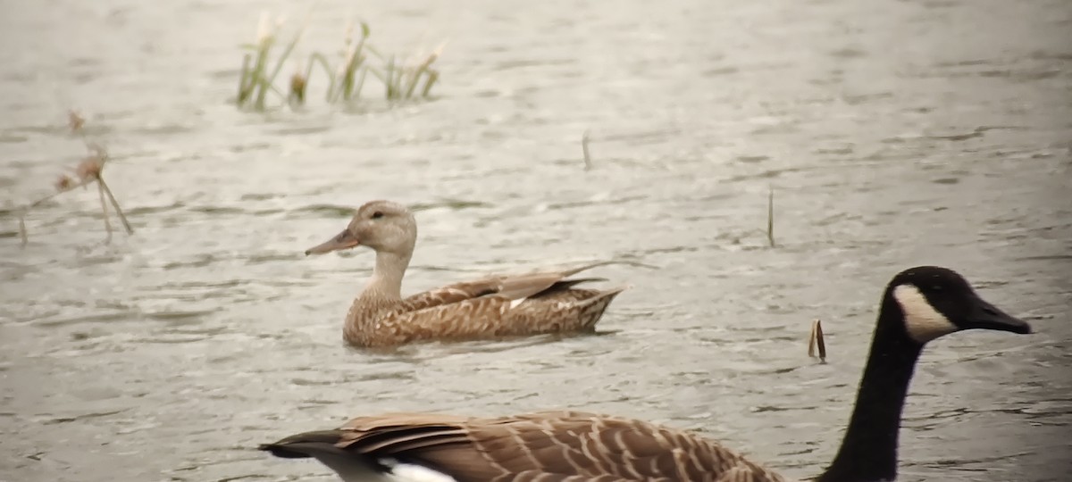 Gadwall - ML608745719