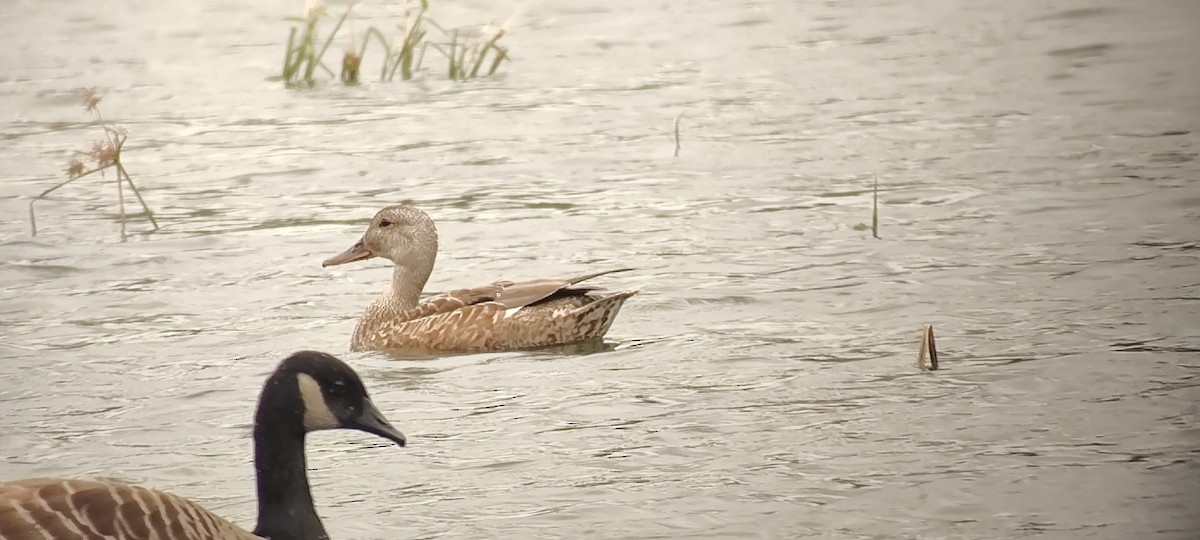 Gadwall - ML608745720