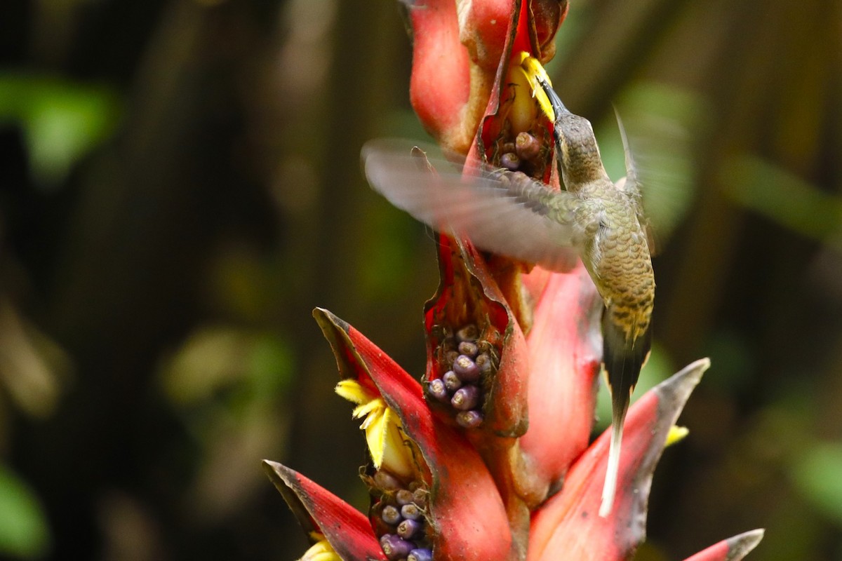 Long-billed Hermit - ML608745735