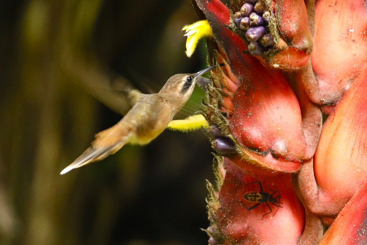 Пестрогорлый колибри-отшельник - ML608745740