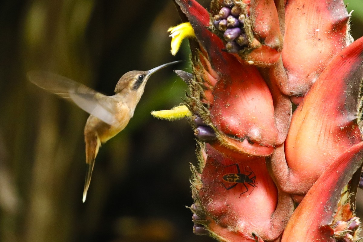 Пестрогорлый колибри-отшельник - ML608745741
