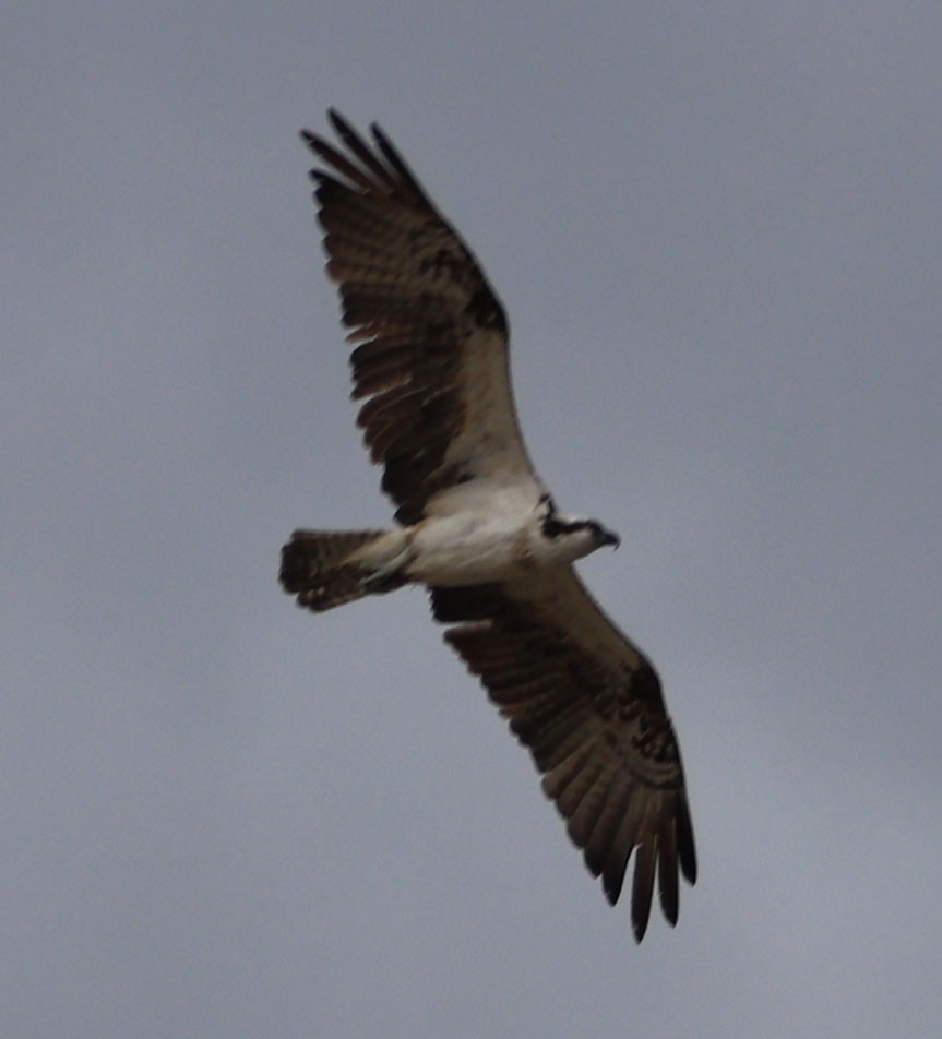 Águila Pescadora - ML608745807