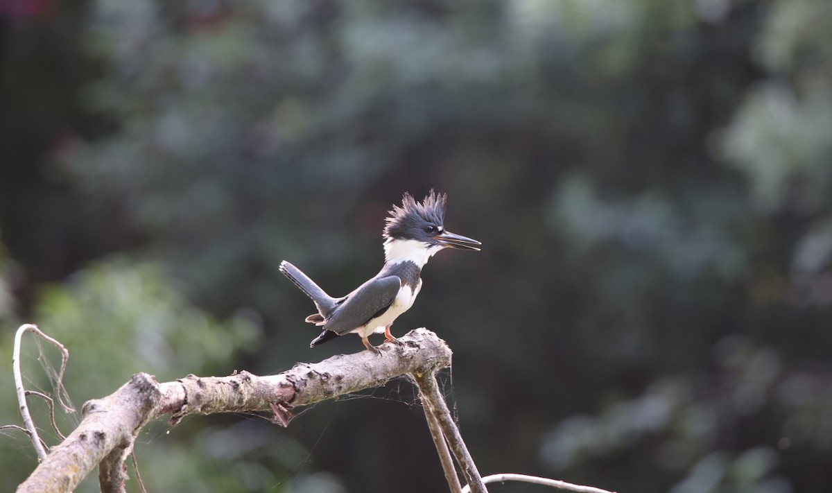 Belted Kingfisher - ML608745923