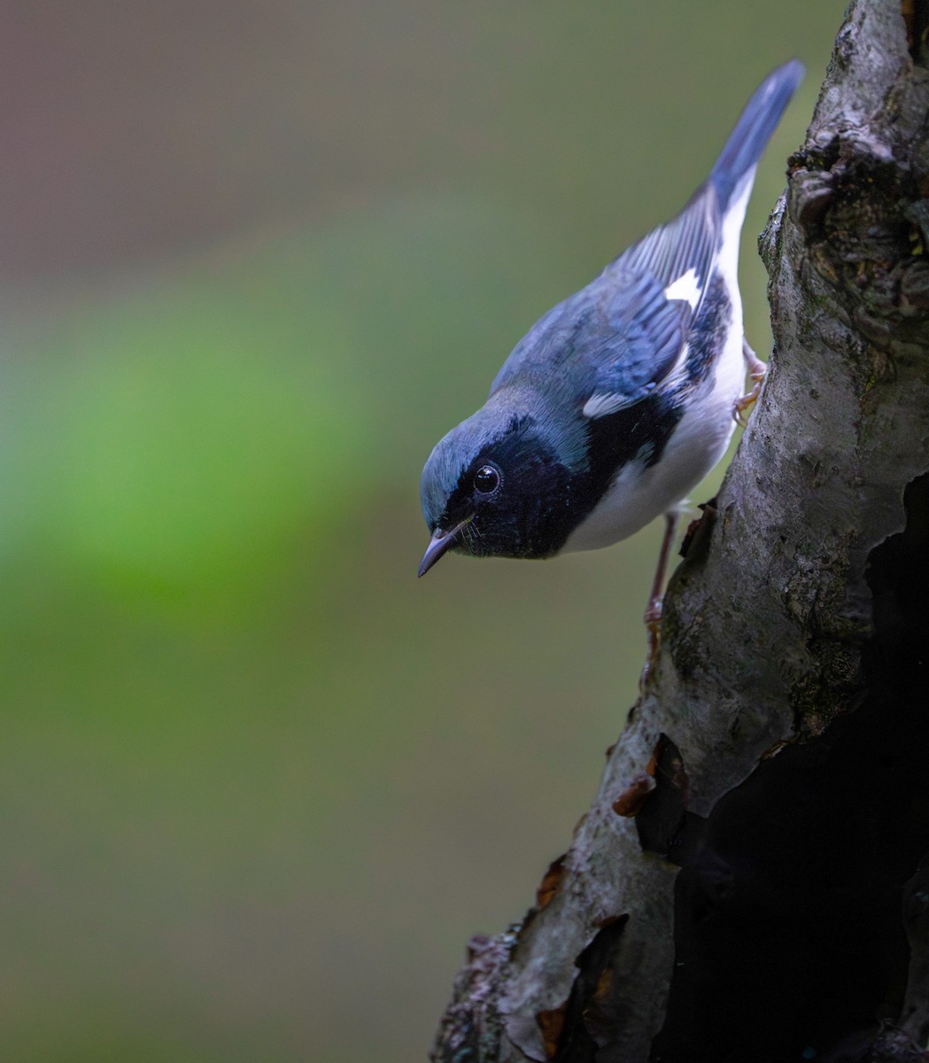 Black-throated Blue Warbler - ML608745968
