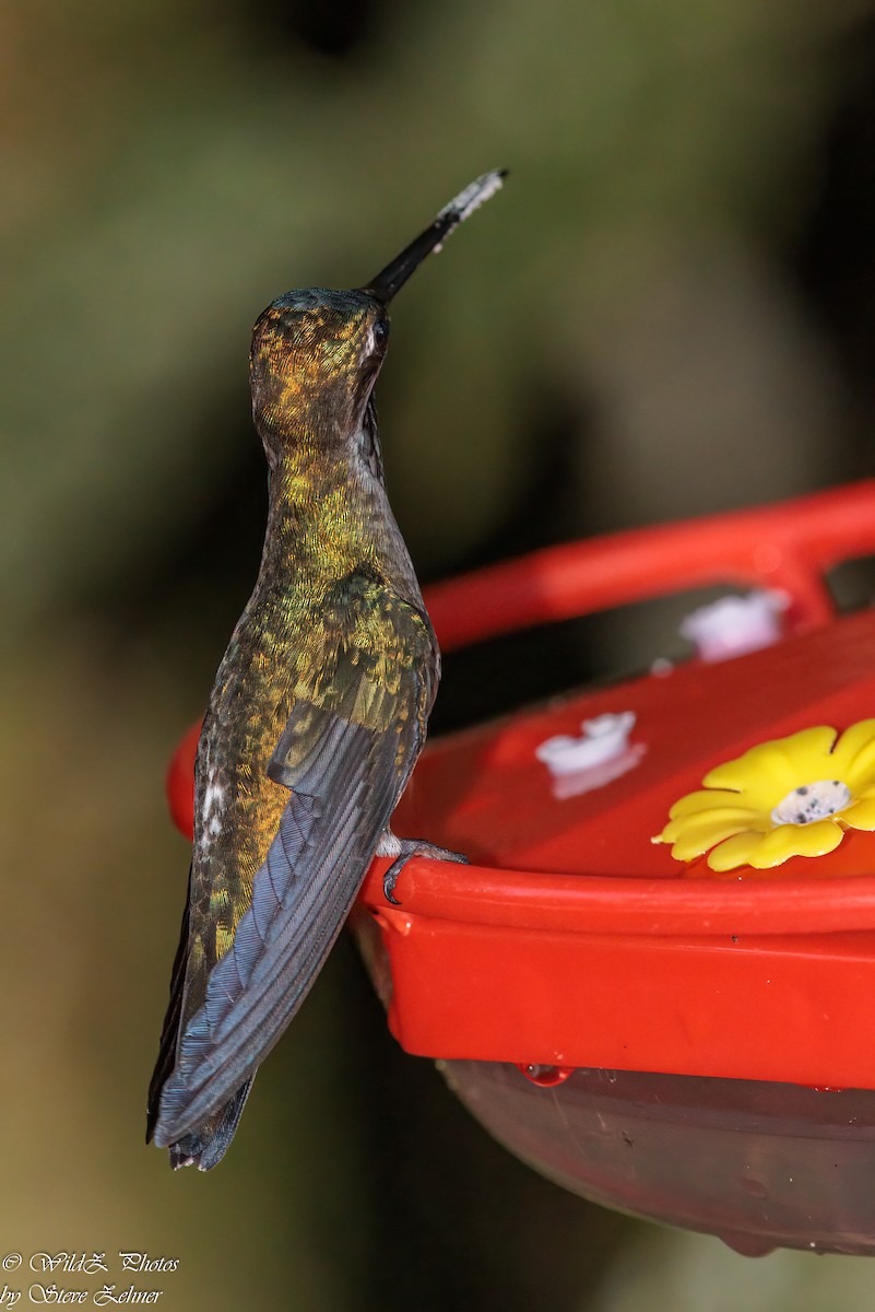 kolibřík hvězdohrdlý - ML608745971