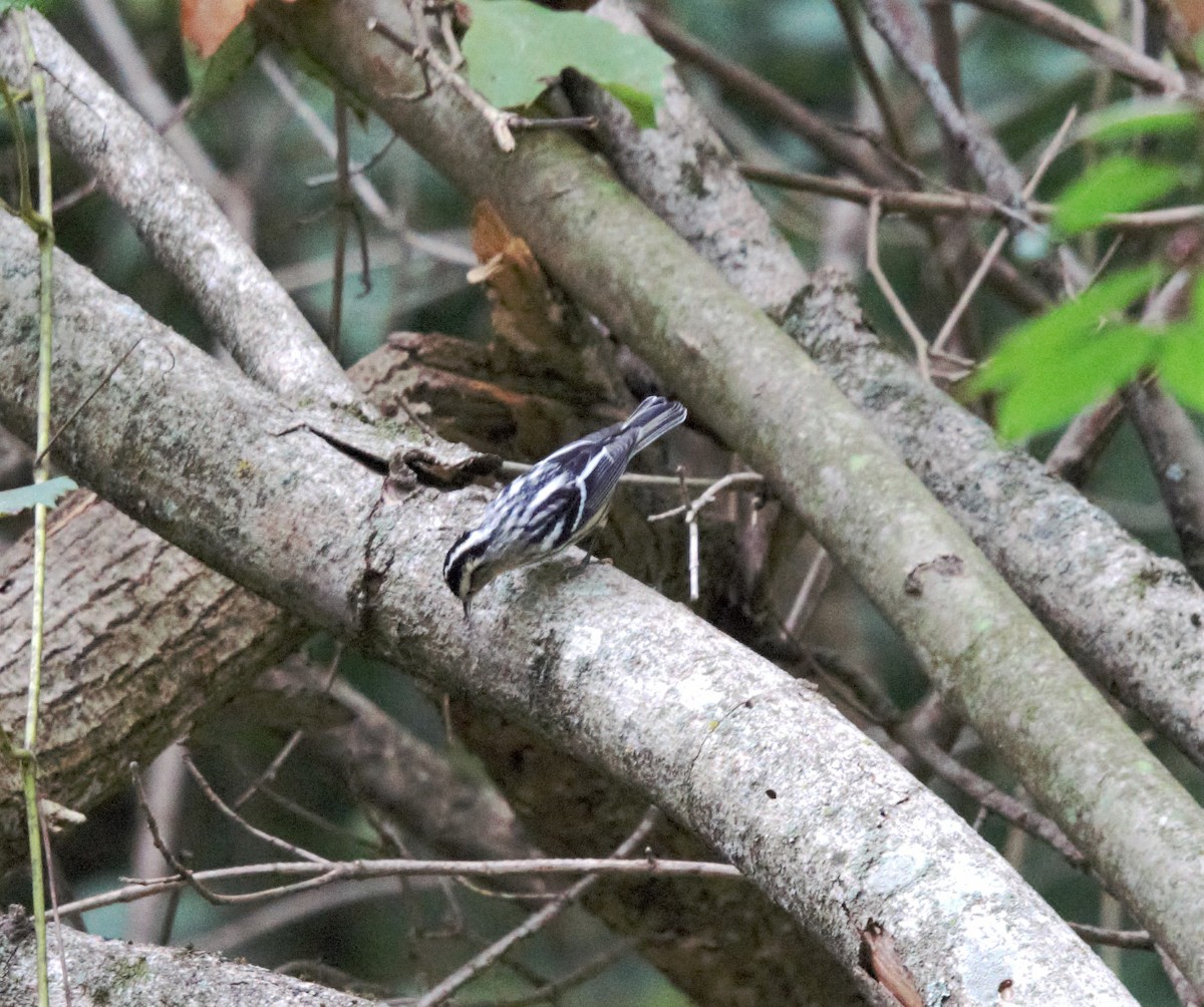 Black-and-white Warbler - ML608746092