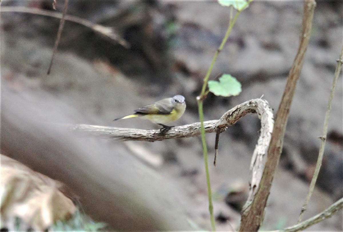 American Redstart - Anita Otal