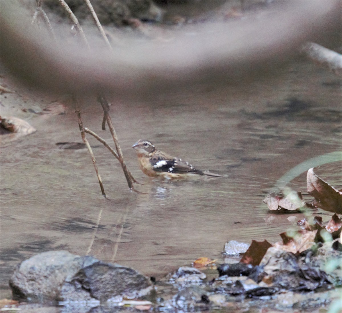 Rose-breasted Grosbeak - ML608746181