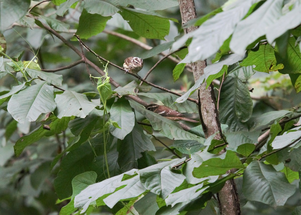 Rose-breasted Grosbeak - ML608746195