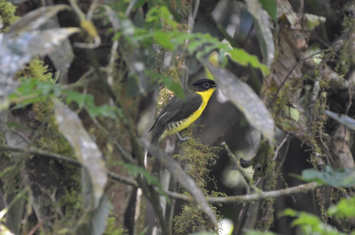 Andean Laniisoma - Ana Vanegas