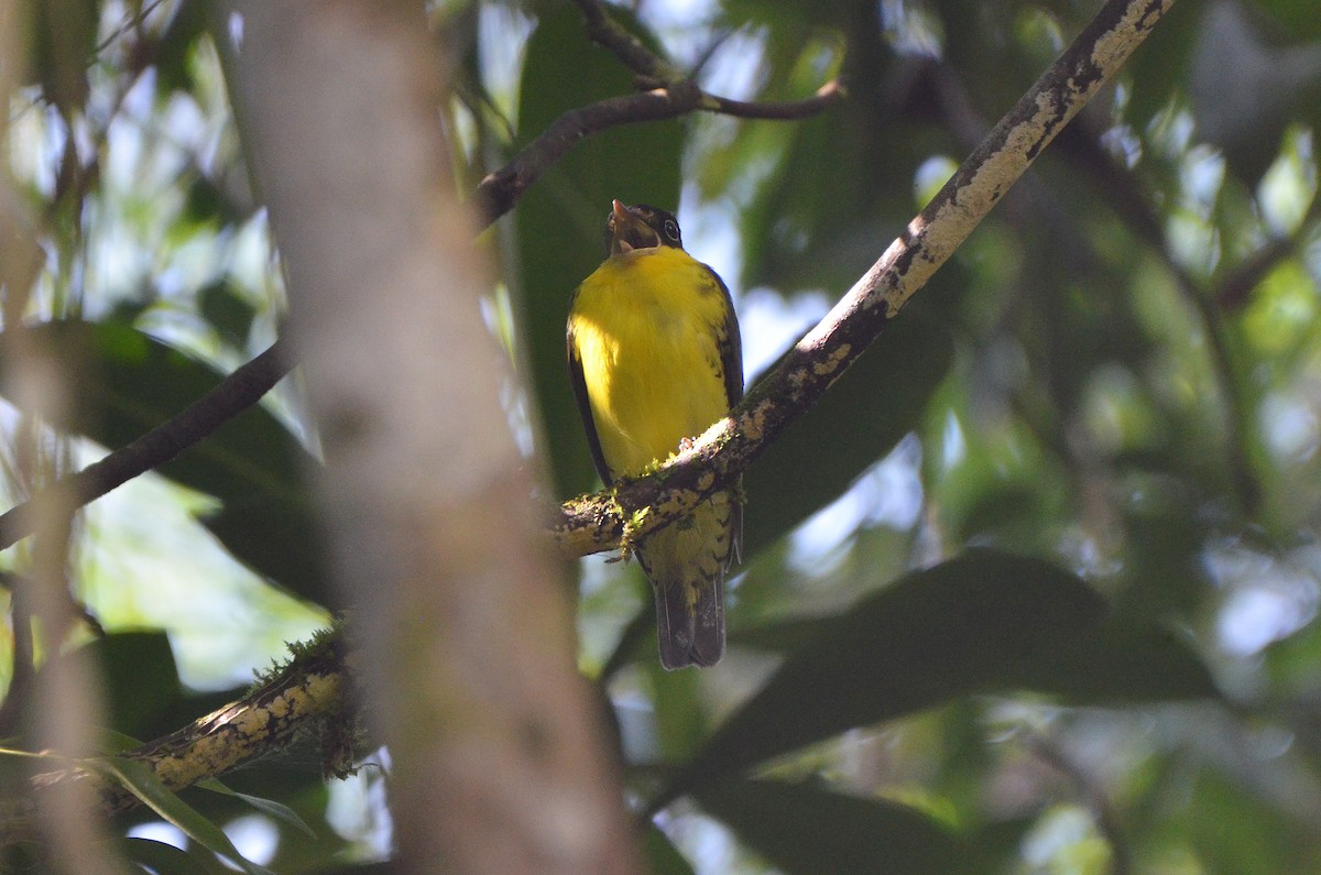 Andean Laniisoma - Ana Vanegas