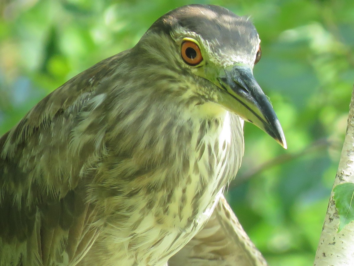 Black-crowned Night Heron - ML608746368