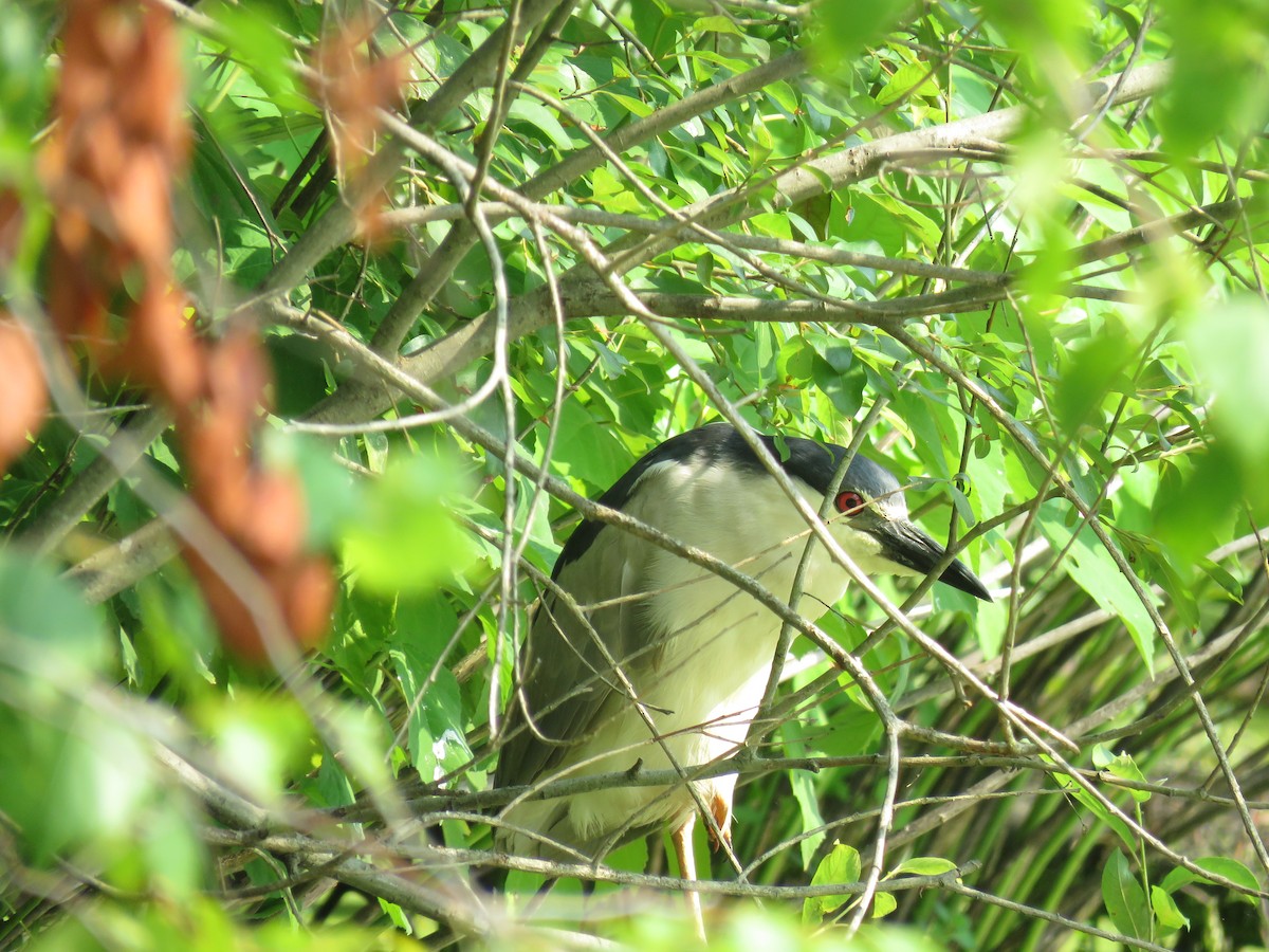 Black-crowned Night Heron - ML608746371