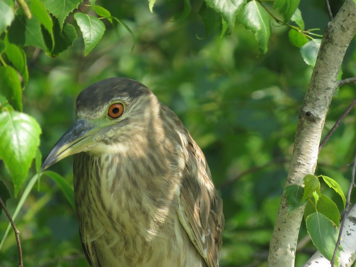 Black-crowned Night Heron - ML608746372