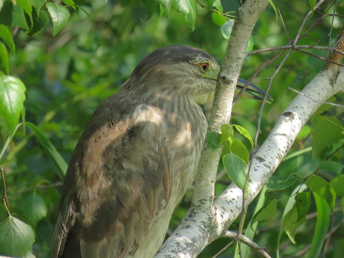 Black-crowned Night Heron - ML608746373