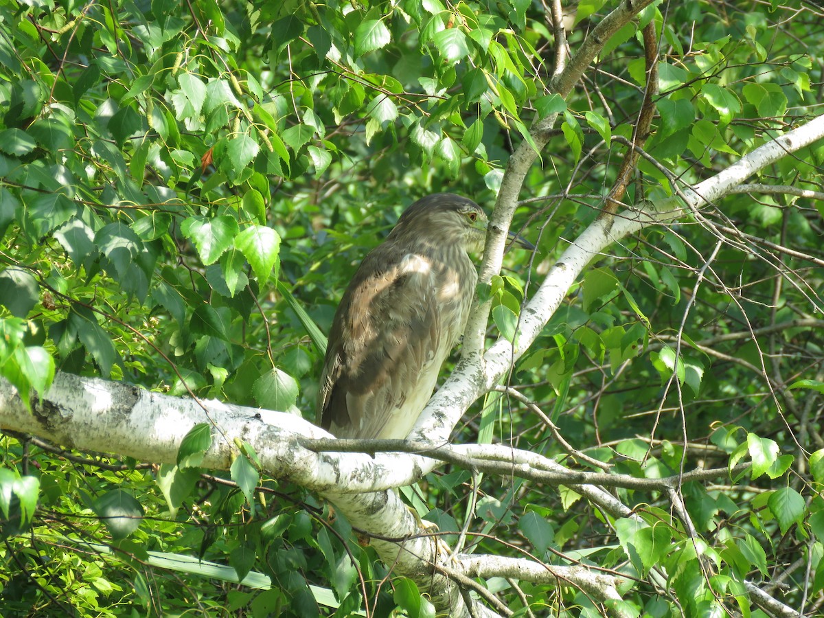 Black-crowned Night Heron - ML608746374