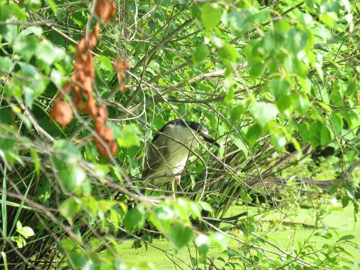 Black-crowned Night Heron - ML608746375