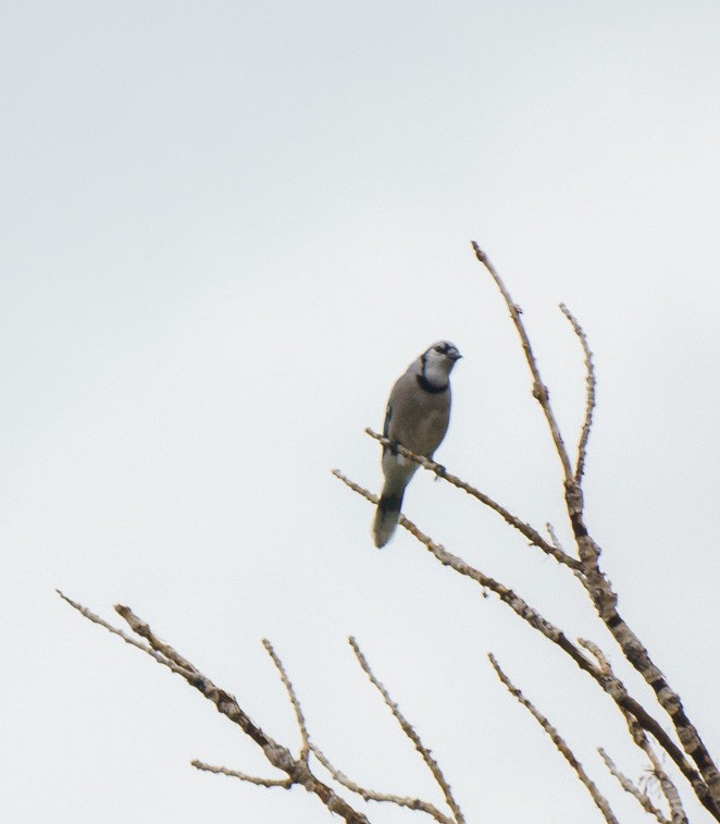 Blue Jay - ML608746450