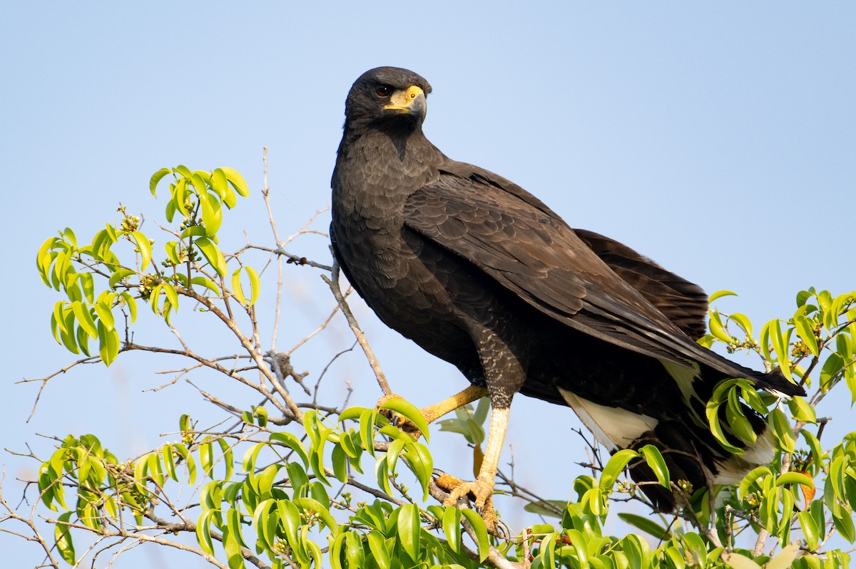 Great Black Hawk - ML608746468