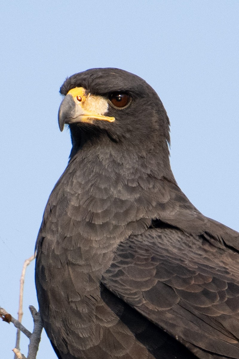 Great Black Hawk - Nancy Christensen