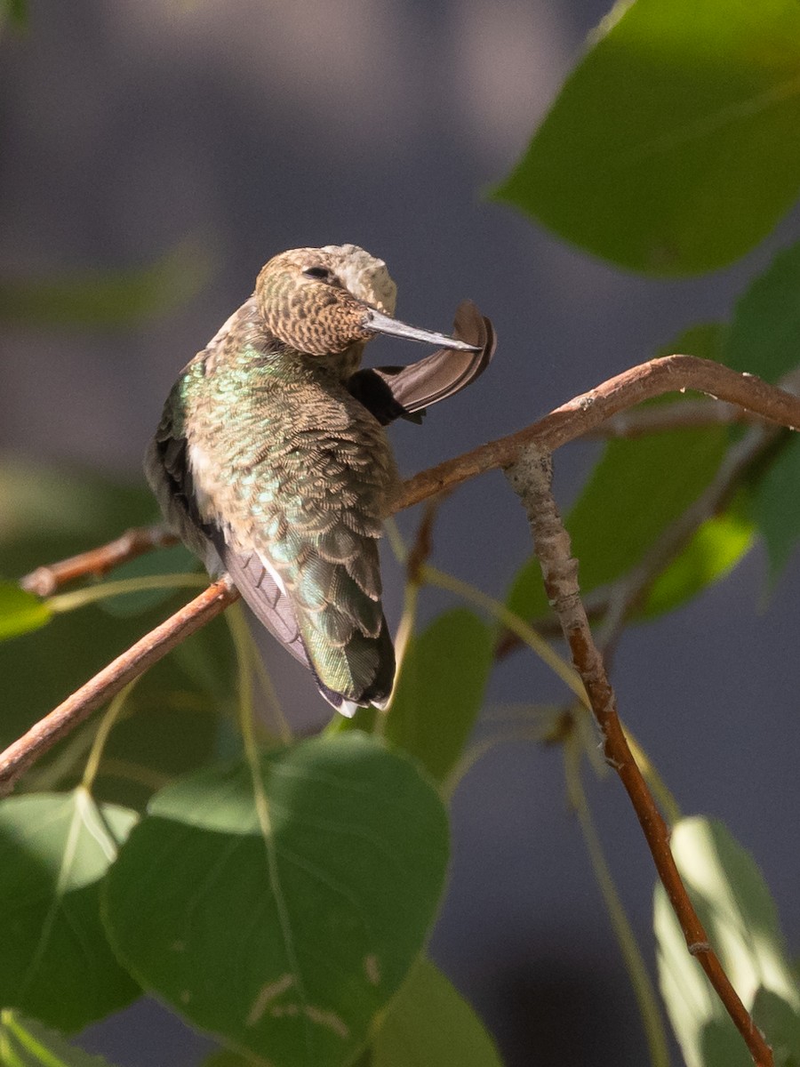 Black-chinned Hummingbird - ML608746708