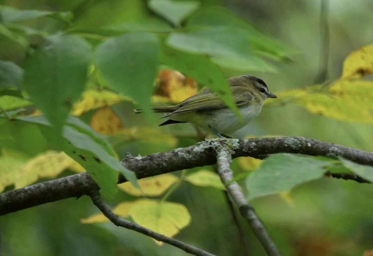 Red-eyed Vireo - ML608746817