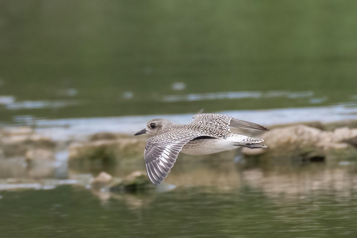 Black-bellied Plover - ML608746830