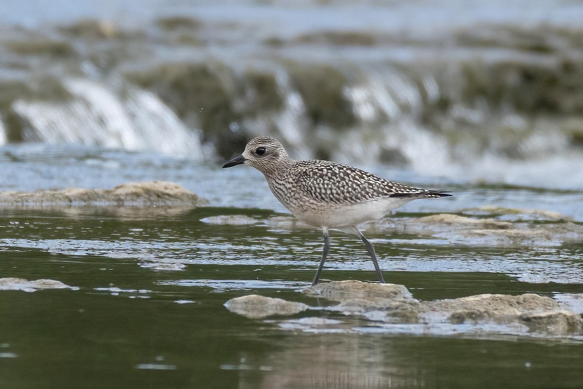 Black-bellied Plover - ML608746832