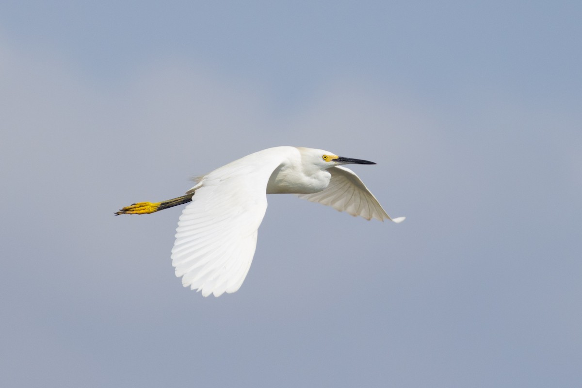 Snowy Egret - Angus Wilson