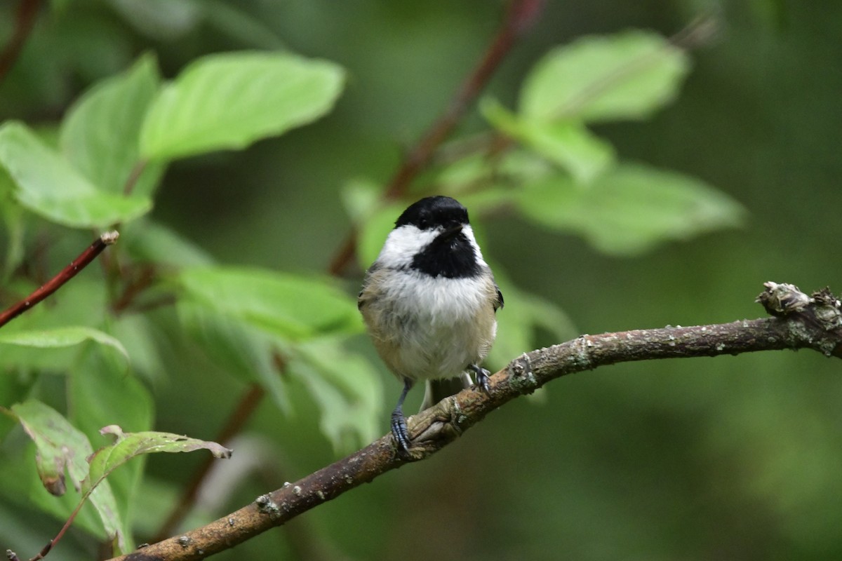 Black-capped Chickadee - ML608746851