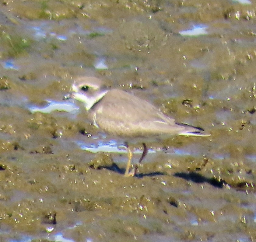 Semipalmated Plover - ML608746853