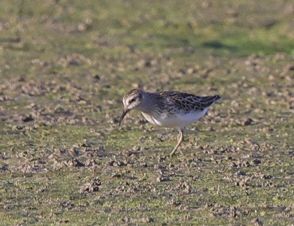 Least Sandpiper - Ken Oeser