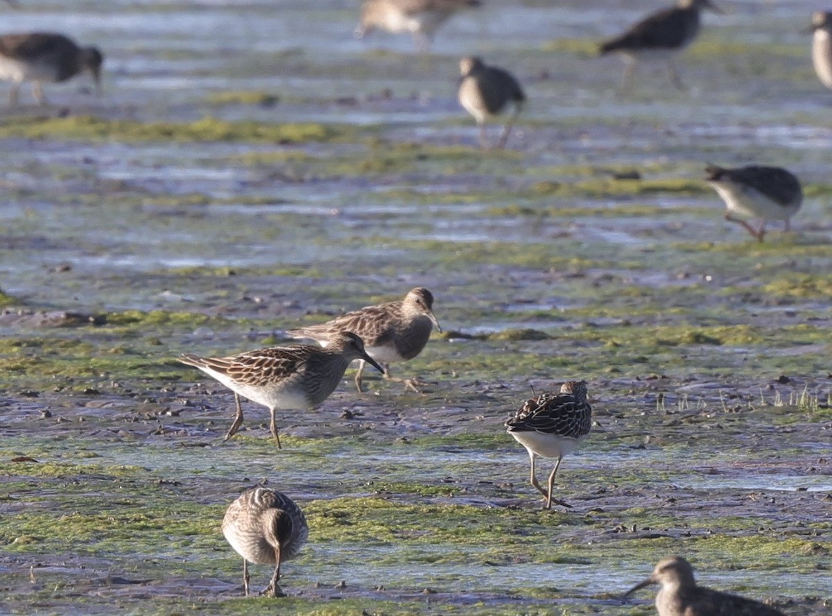 Pectoral Sandpiper - ML608746896