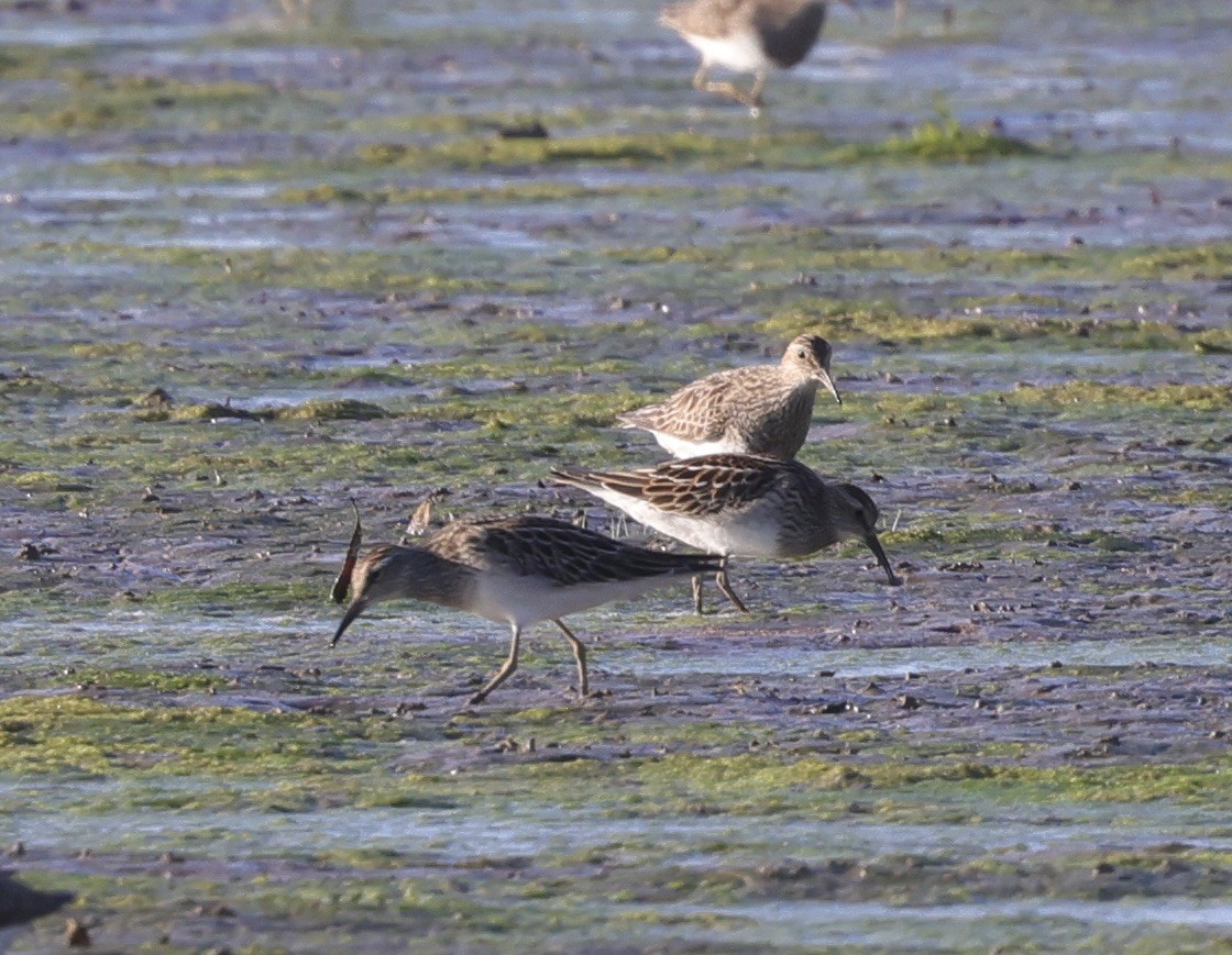 Pectoral Sandpiper - Ken Oeser