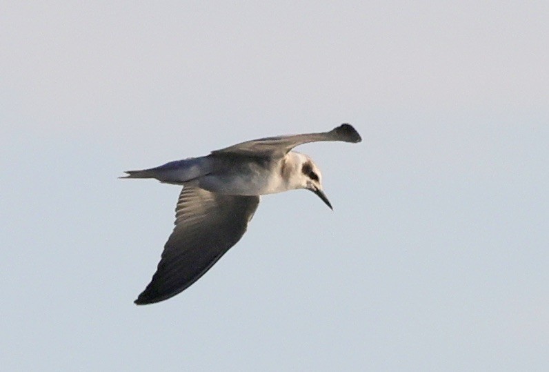 Black Tern - ML608746967