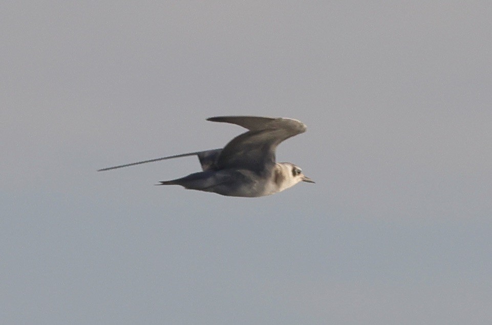 Black Tern - Ken Oeser