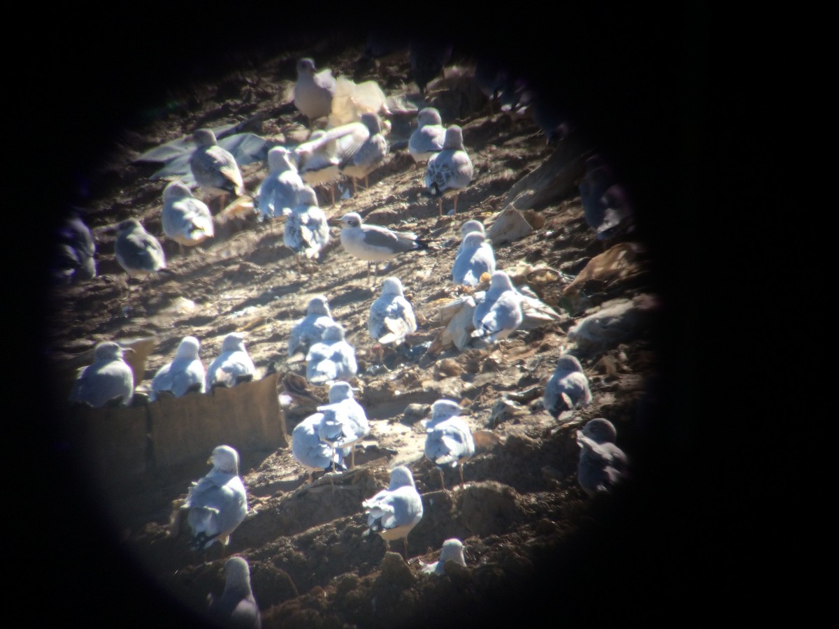 Laughing Gull - Brian Quindlen