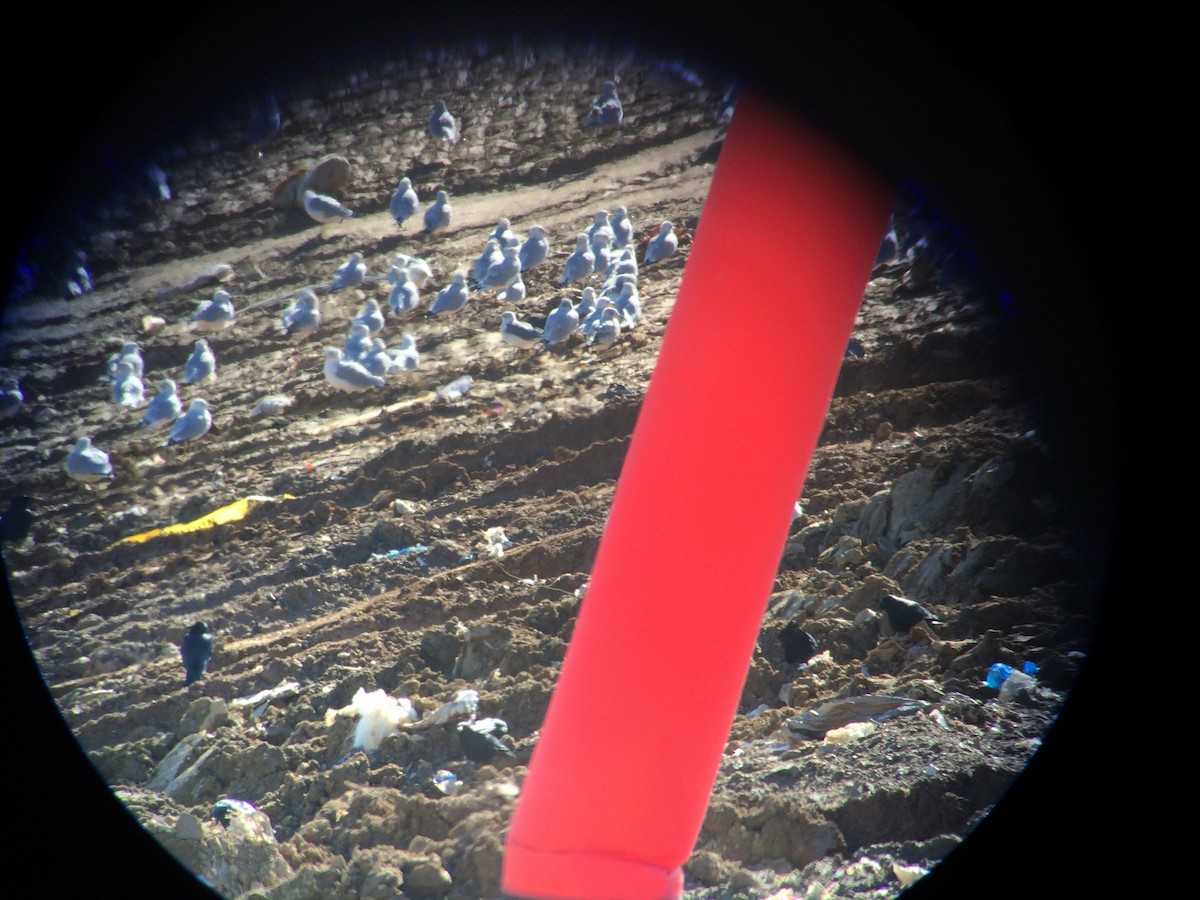 Laughing Gull - ML608747199