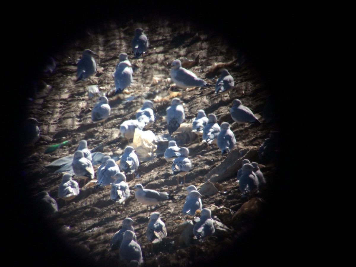 Laughing Gull - ML608747200