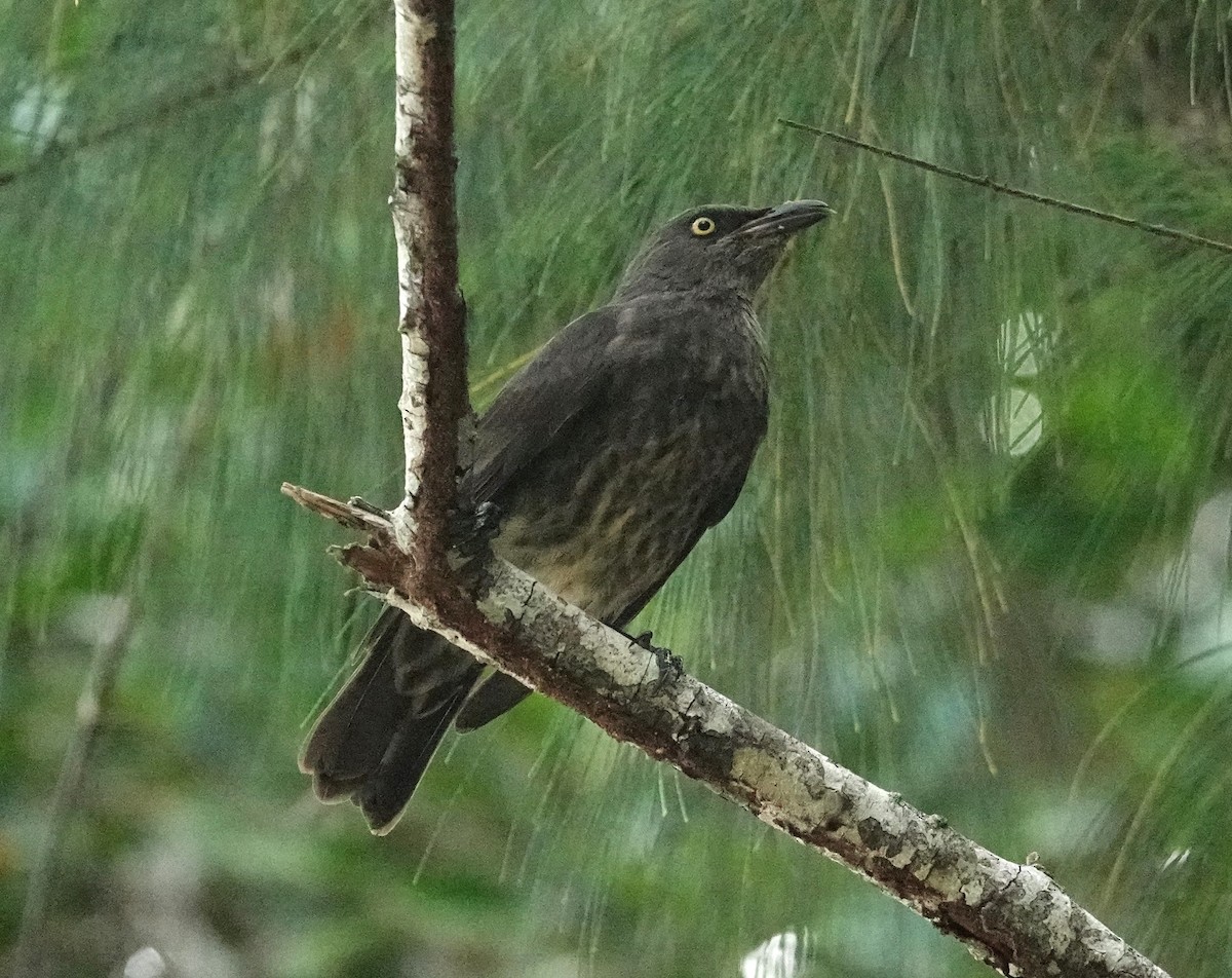 Micronesian Starling - ML608747217