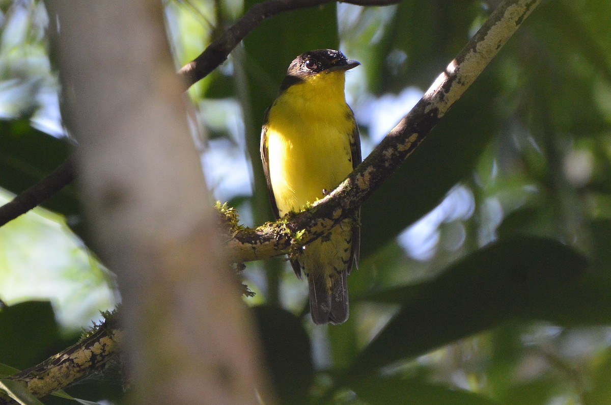 Andean Laniisoma - Ana Vanegas