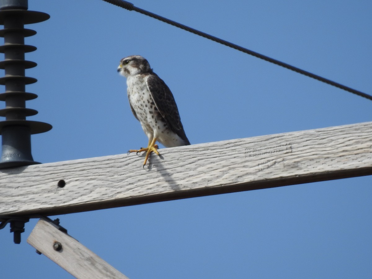 Prairie Falcon - Dale Heinert