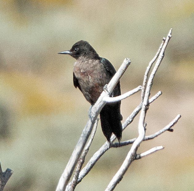 Lewis's Woodpecker - ML608747284