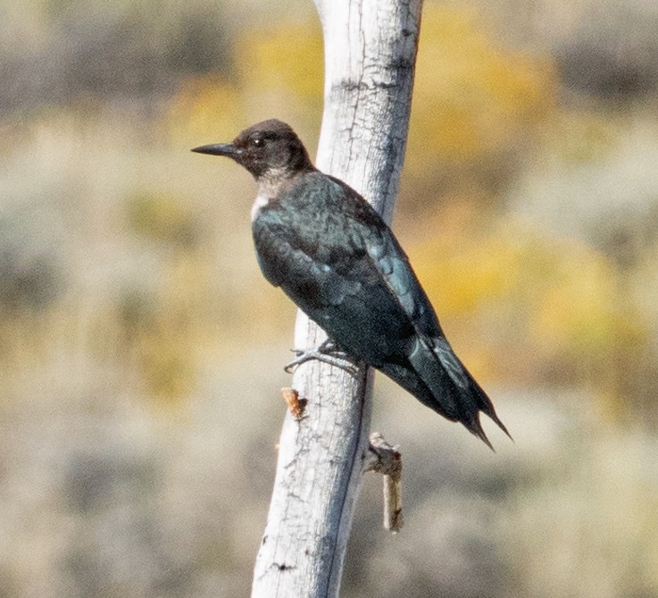 Lewis's Woodpecker - ML608747285