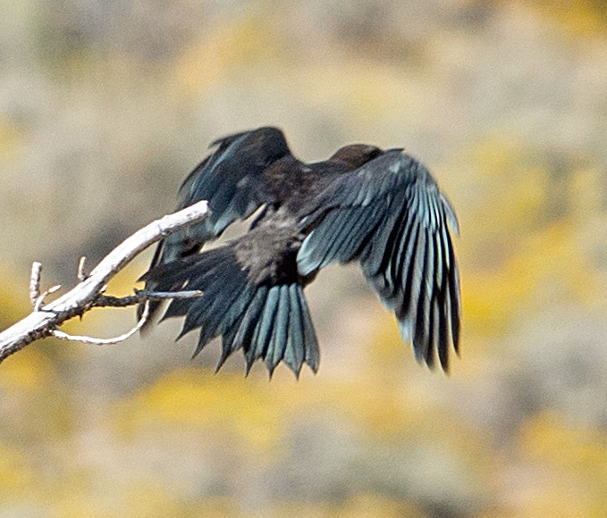 Lewis's Woodpecker - ML608747286